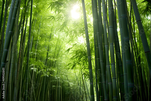 bamboo forest, bamboo forest path, path, forest path, bamboo sticks