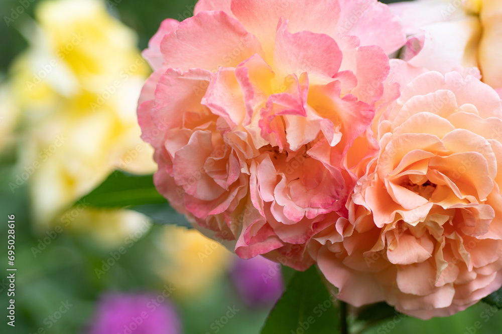 Fototapeta premium splendid huge royal double pink-yellow color roses blossom in garden. macro shot.