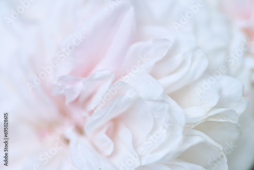 beautiful soft pink wedding  roses  flower bloming background. macro shot.  cloudy photo