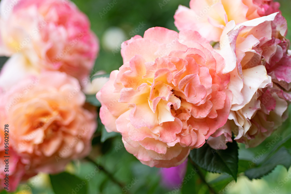 splendid huge royal double pink-yellow color roses blossom in garden. macro shot. splendid huge royal double pink-yellow color roses blossom in garden. macro shot.