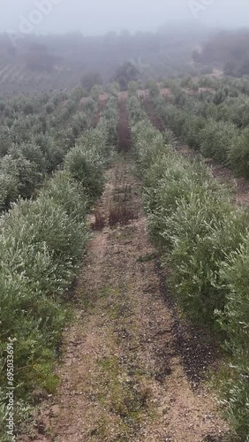 vertical drone view of an olive field on a foggy day