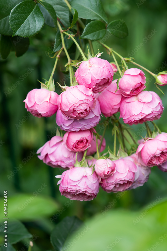 beautiful small pink roses flower Pomponella blooming in garden. extreme macro shot. cloudy beautiful small pink roses flower Pomponella blooming in garden. extreme macro shot. cloudy