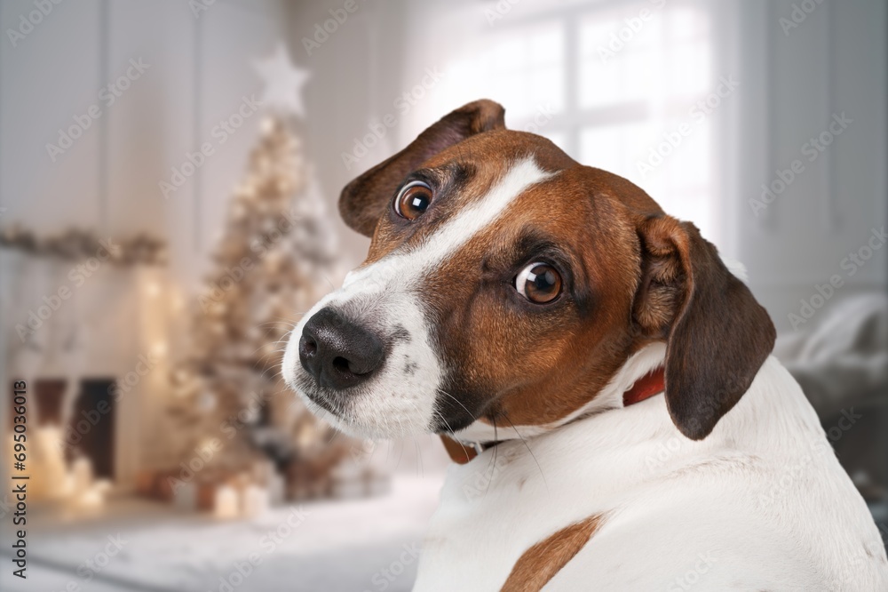 Cute domestic dog pet in Christmas decor