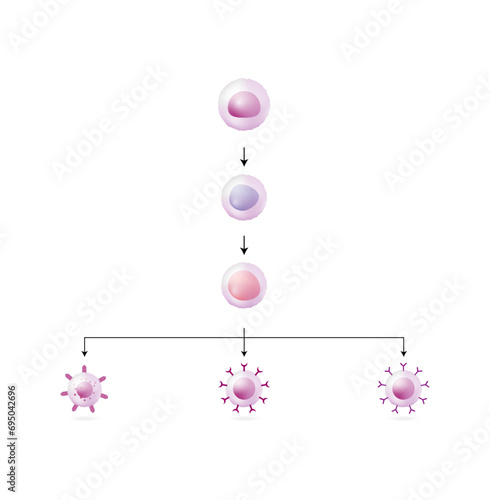  Lymphopoiesis. hematopoietic stem cell, common lymphoid progenitor, lymphoblast, T- lymphocyte, B-lymphocyte and natural killer cell. The development of lymphocyte. Vector illustration.