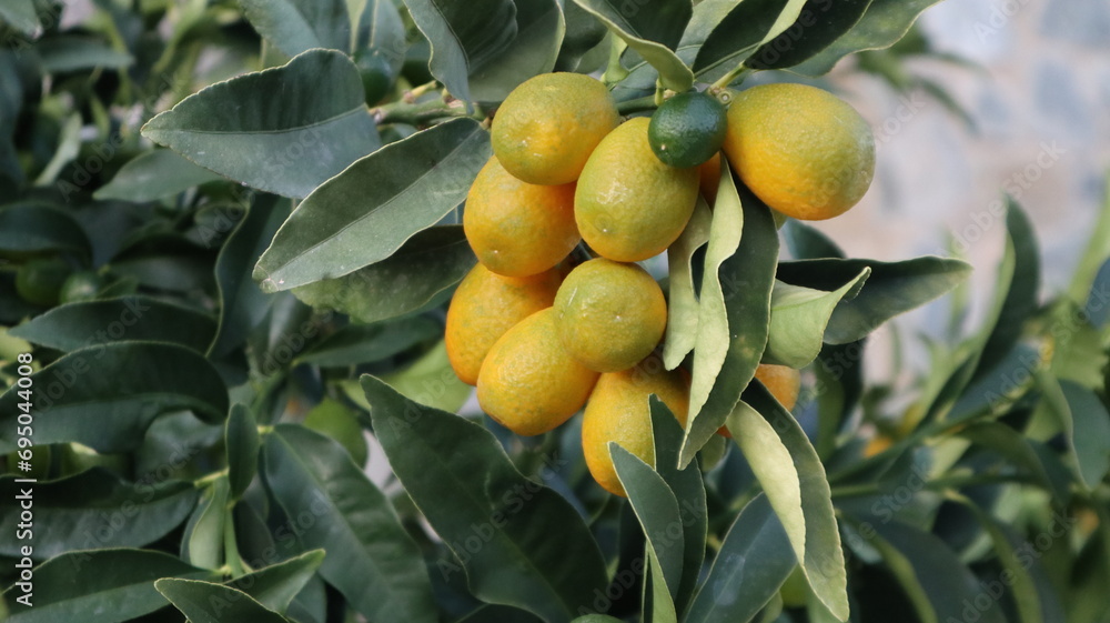 close up lemons on tree