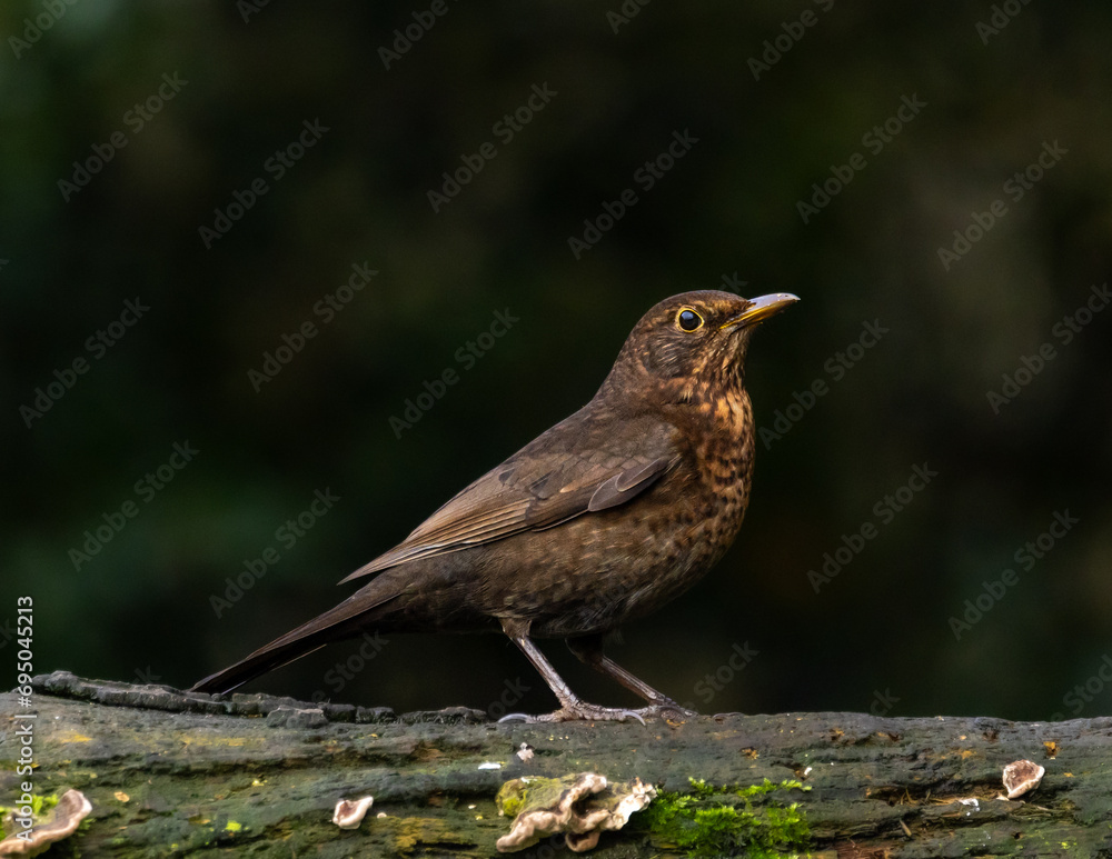 Blackbird, female [Turdus merula]