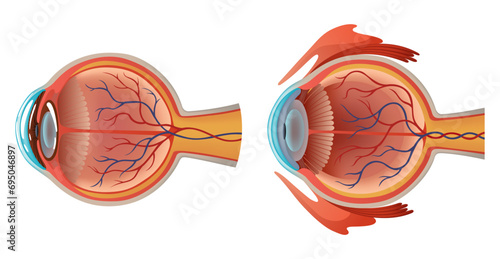 Human eye anatomy infographics with inside structure realistic vector poster illustration