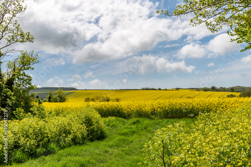 A field of vivid rapeseed crops growing in the Sussex countryside, on a sunny spring day