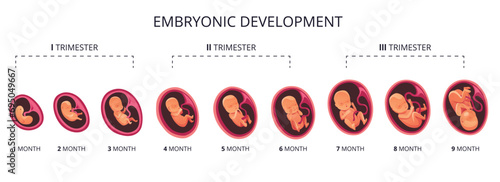 Embryo month stage growth, fetal development vector flat infographic icons. Medical illustration of foetus cycle from 1 to 9 month to birth and combined into trimesters