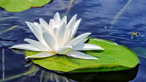 4K Digital image of White lily in the blue, clear water of a forest lake perfectly optimized for The Frame TV Art. 3840 x 2160 pixels