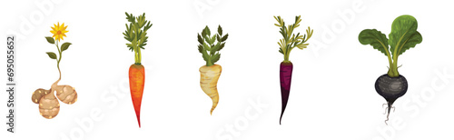 Root Crop and Vegetables with Top Leaf Vector Set