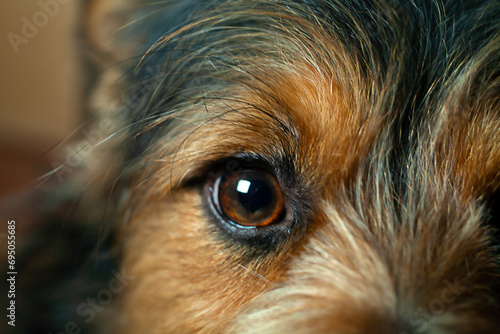 Close-up of the eye of a brown mongrel dog.