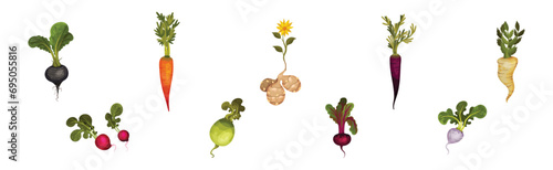 Root Crop and Vegetables with Top Leaf Vector Set