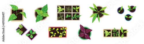 Seedling and Plant Growing in Pot Above View Vector Set