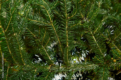 Fir branches close-up