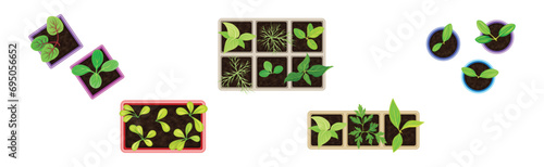 Seedling and Plant Growing in Pot Above View Vector Set