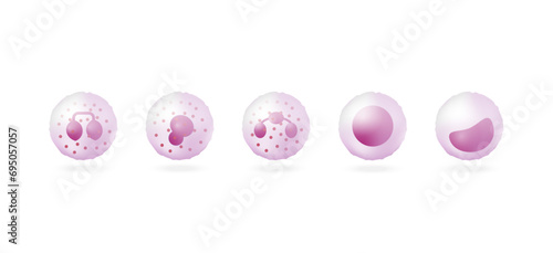 	
White blood cells types, Leukocytes. Vector illustration including Lymphocyte, Monocyte, Eosinophil, Basophil, Neutrophil protect the body from infections. Vector illustration. photo