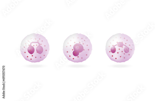Granulocytes, basophil, neutrophil, eosinophil. Leukocytes, White blood cell. vector illustration. Vector illustration. 