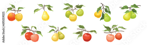 Ripe Apple and Pear Fruit Branch with Green Leaf on Stem Vector Set