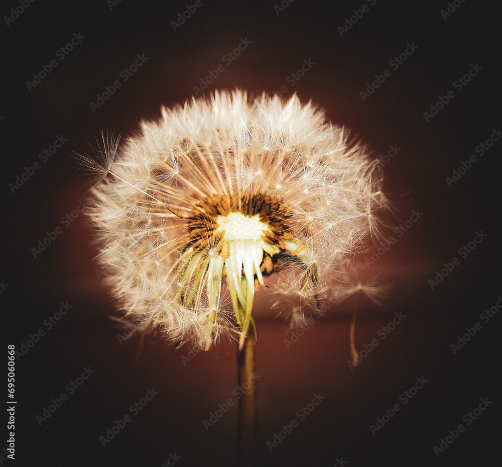 Fototapeta premium dandelion on black background