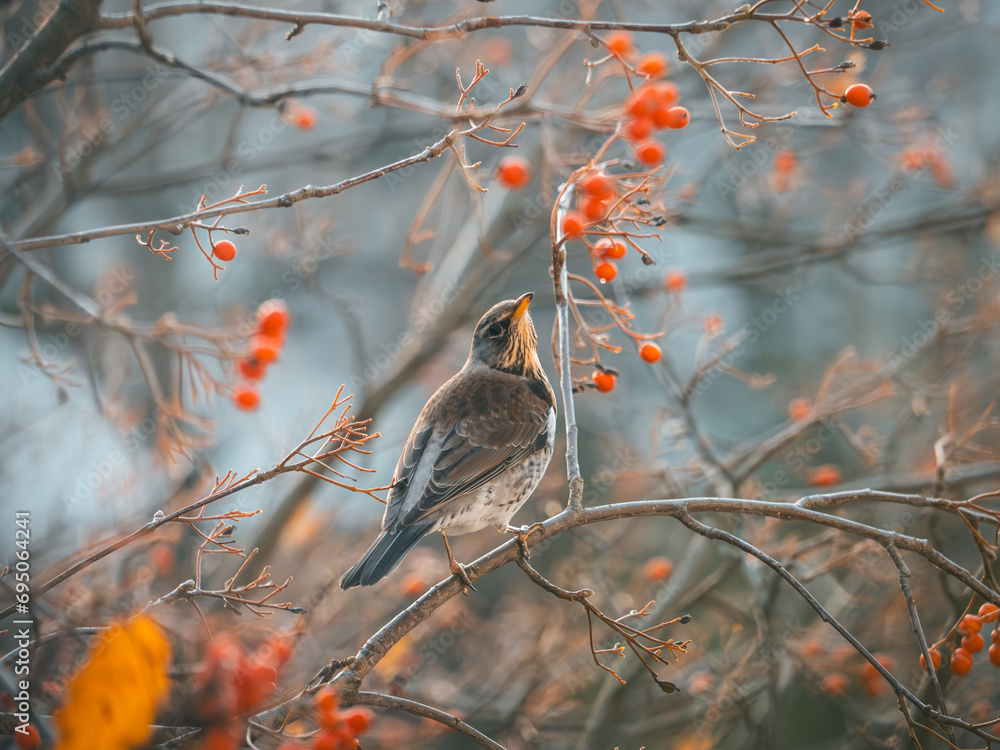Φωτογραφία Verspielte Aufnahme einer Wacholderdrossel (Turdus pilaris) die auf einem Ast sitzt und in die Kamera blickt