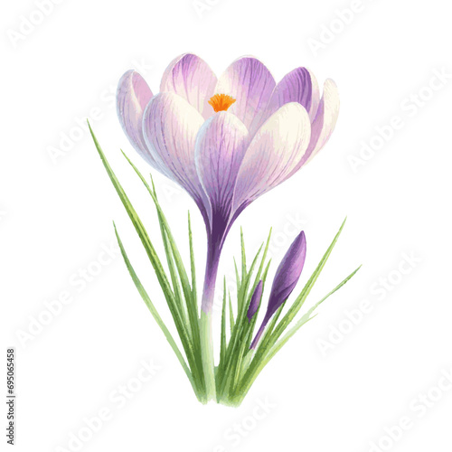 beautiful crocus flower with leaves watercolor paint for holiday card decor