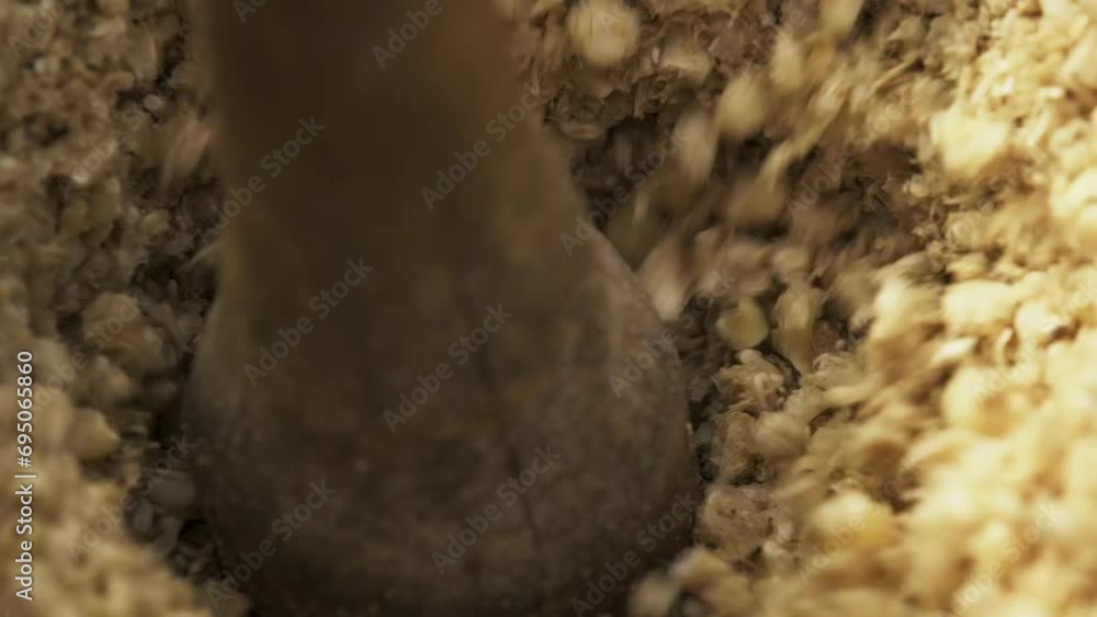 Corn grains are ground with a pestle in a mortar. Close-up Corn grains are ground with a pestle in a mortar. Close-up