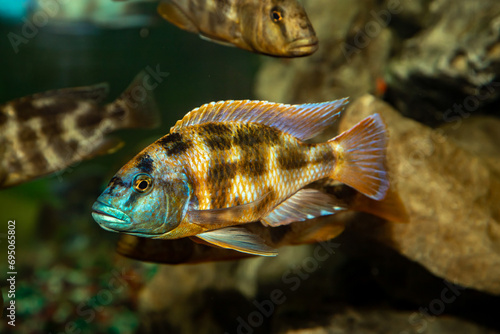 Golden Leopard. Haplochromis is a leopard. Nimbochromis venustus. Close-up.