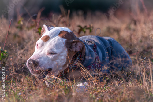 Pitbull with color dog collar on dry grass meadow in cold windy morning