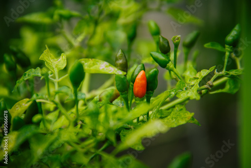 small chilies or cayenne peppers that are still on the tree.