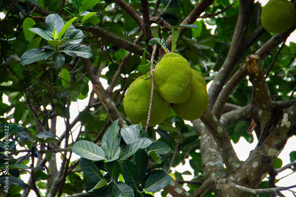 Jackfruit is the name of a type of tree, as well as its fruit.