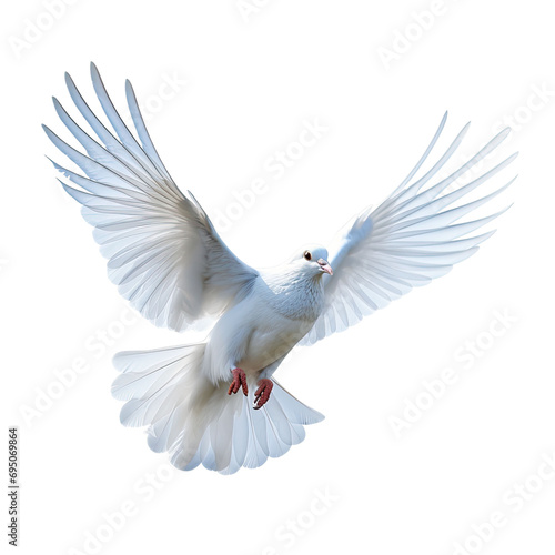 white pigeon flying isolated on transparent background