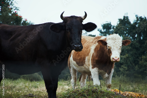 Dos vacas en el campo mirando a la cámara photo