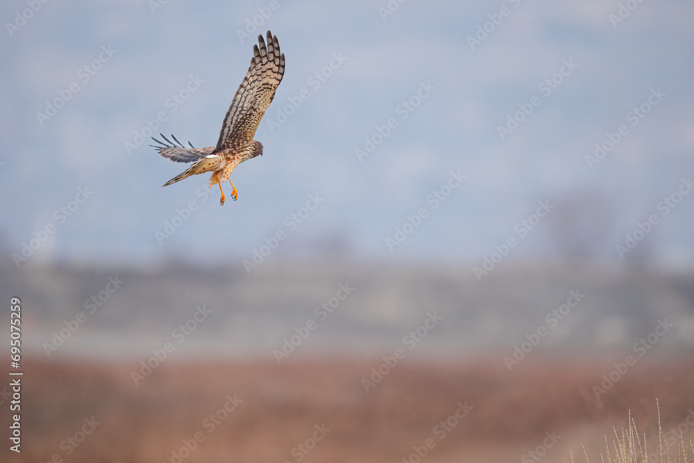 Fototapeta premium Northern Harrier falcon in flight
