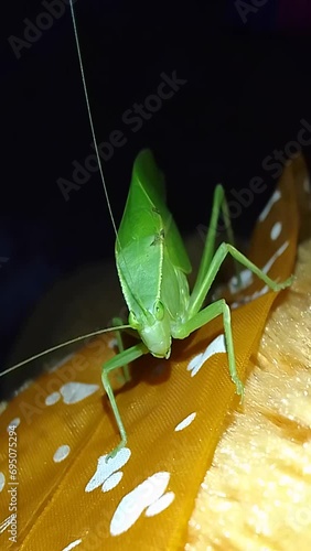 green Grasshopper