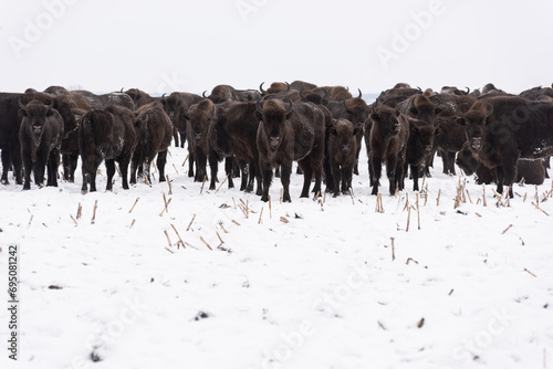Wild bison bonasus Europian in the field in winter