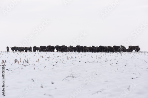 A herd of wild bison on a snowy winter field