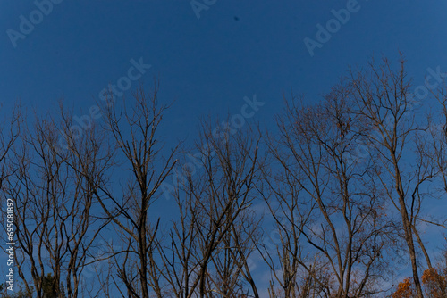 This pretty image shows branches of a tree reaching into the sky. The bare brown limbs without leaves shows the winter season has begun. The blue sky in the back is clear of clouds.