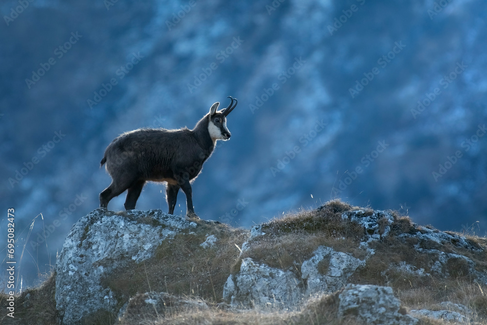 Alpine chamois, Rupicapra rupicapra, walking on the edge of an escarpment in the soft dawn light on a cold winter's day, Alps, Italy.