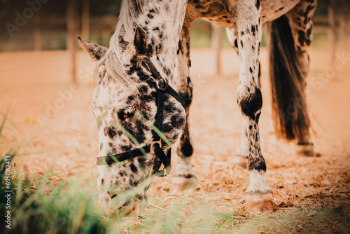 Portrait of a beautiful spotted horse that grazes on a farm in a paddock and eats hay. Agriculture and feeding. Livestock and horse care.