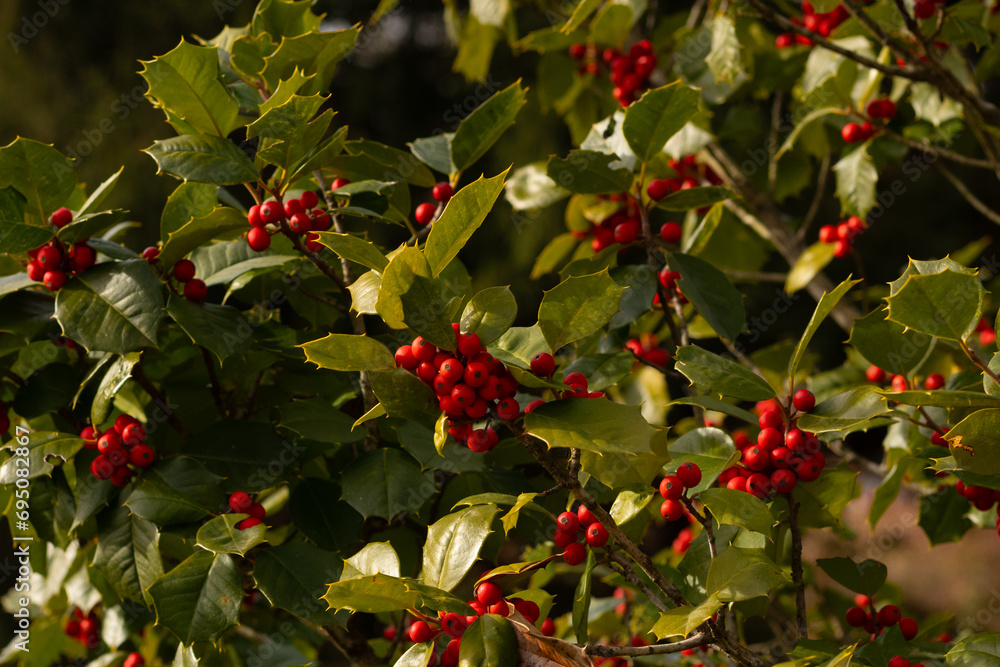 This Holly bush makes me think if Christmas. The bright red berries in their clusters stand out from the point green leaves. The plant is very colorful.  