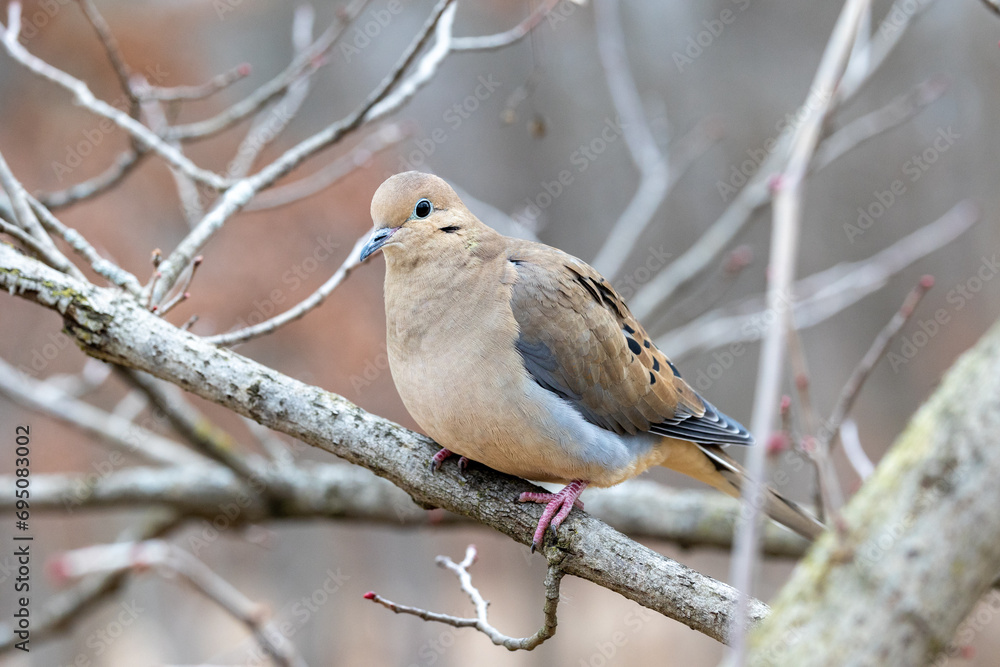Mourning dove perched on a branch Mourning dove perched on a branch