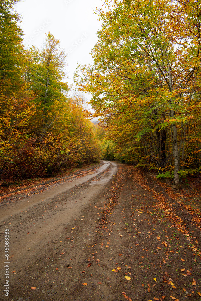 Obraz premium Autumn forest road. View of autumn forest road with fallen leaves Fall season scenery.