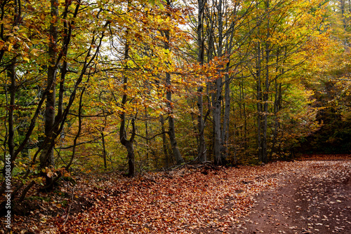 Autumn forest road. View of autumn forest road with fallen leaves Fall season scenery