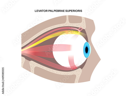 Extraocular muscles anatomy