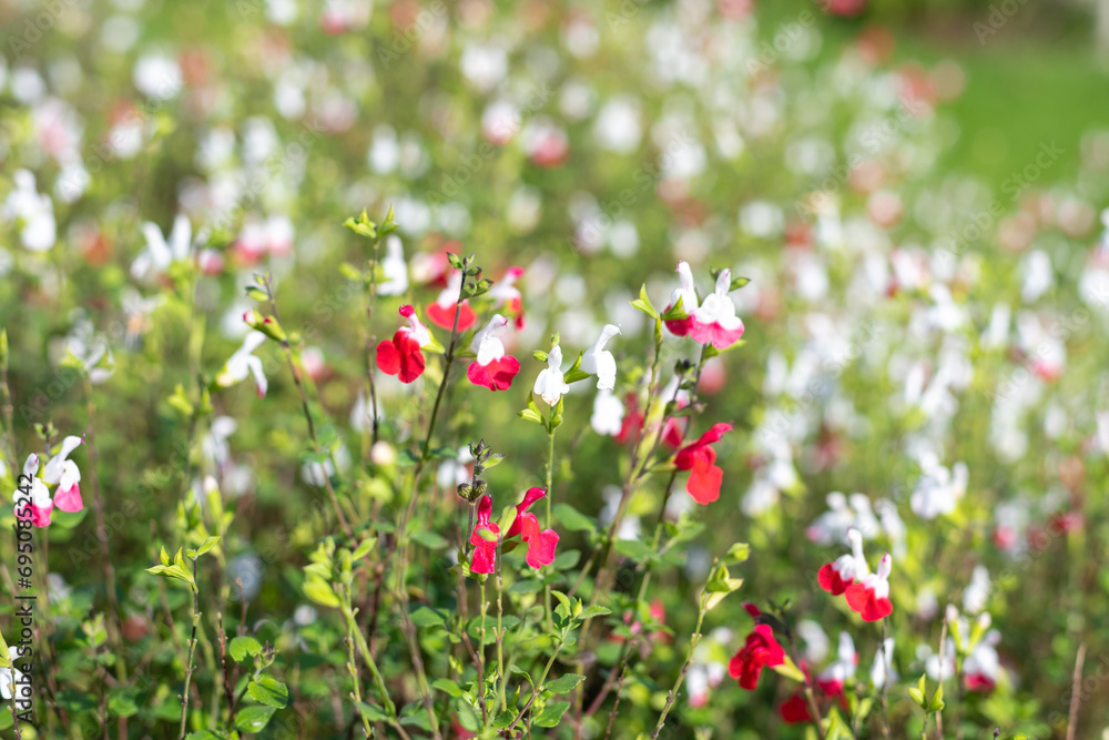Red and white salvia flowers in bloom