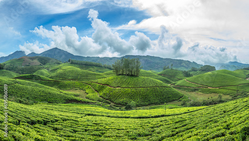 Wallpaper Mural Green fields of tea plantations on the hills landscape, Munnar, Kerala, south India Torontodigital.ca