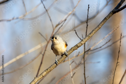 Tufted titmouse perching on a tree branch
