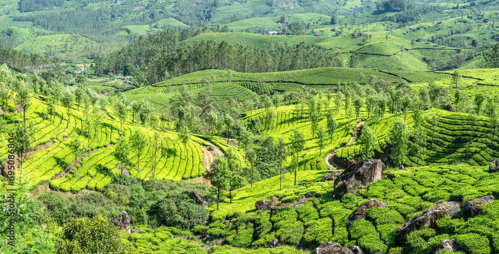 Green fields of tea garden plantations on the hills landscape, Munnar, Kerala, south India