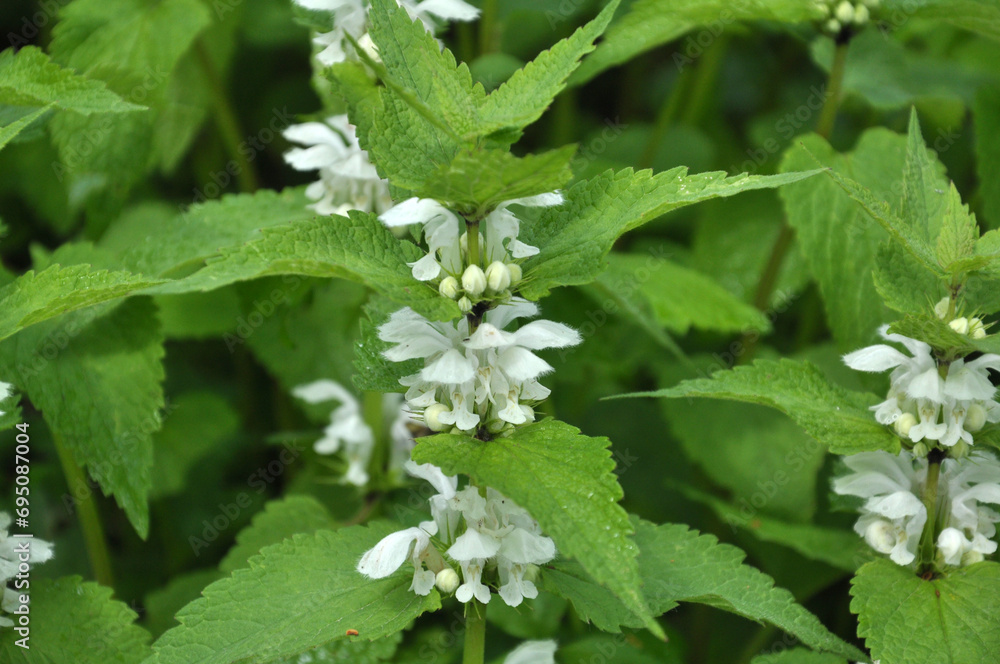Bloom in nature the nettles are deaf (Lamium album) Bloom in nature the nettles are deaf (Lamium album)